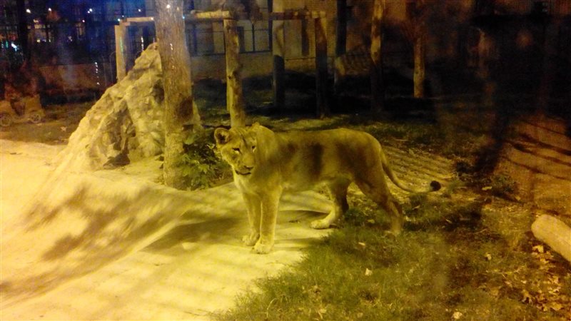 باغ وحش ارم 