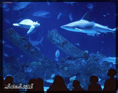 آکواریوم آکوا وگا آنکارا