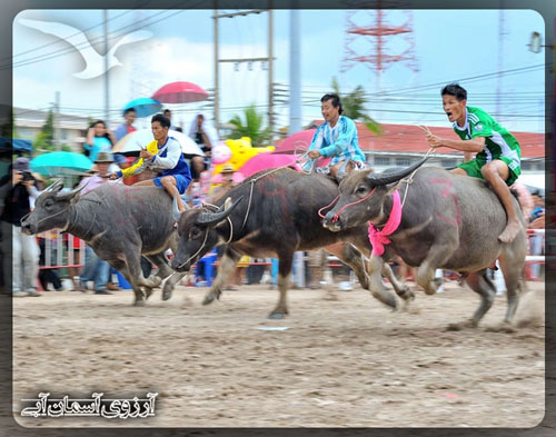 مسابقه بوفالوها در چنبوری تایلند