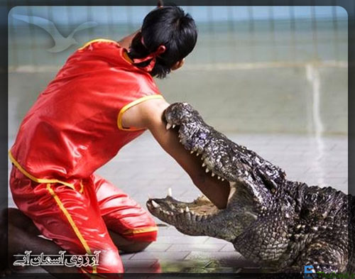 مزرعه تمساح بانکوک