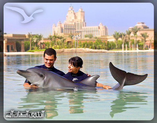 خلیج دلفین دبی