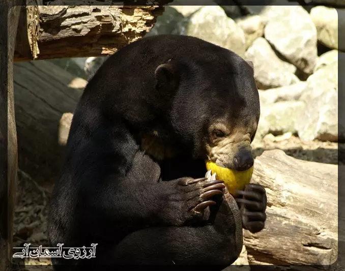 خرس خورشیدی در پارک ملی کوالالامپور _ آسمان آبی