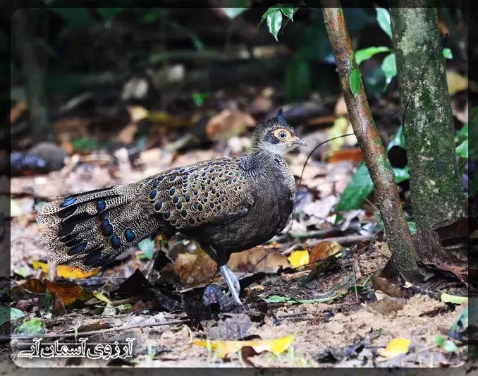 طاووس قزقاول در پارک ملی کوالالامپور _ آسمان آبی