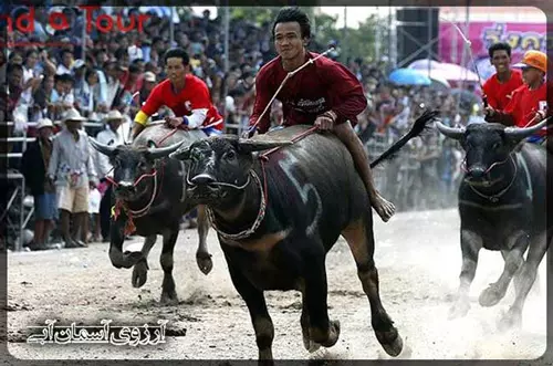 فستیوال-بوفالو-سواری-تایلند