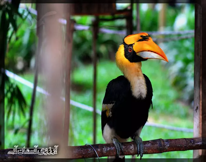 هورنبیل پرنده ای رنگارنگ در پارک ملی کوالالامپور _ آسمان آبی