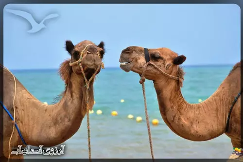 کشتی-گرفتن-شترها-در-ترکیه