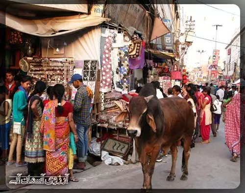 بازار-کیناری-آگرا