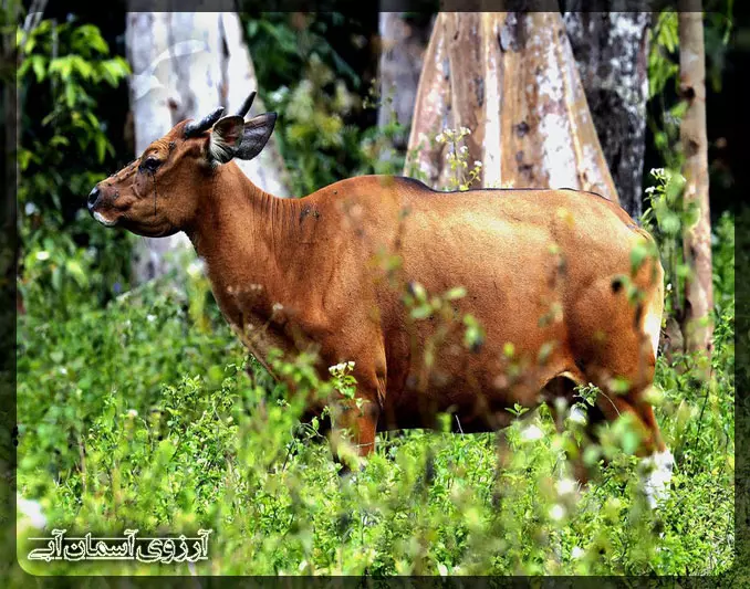 گوزن هندی در پارک ملی کوالالامپور _ آسمان آبی