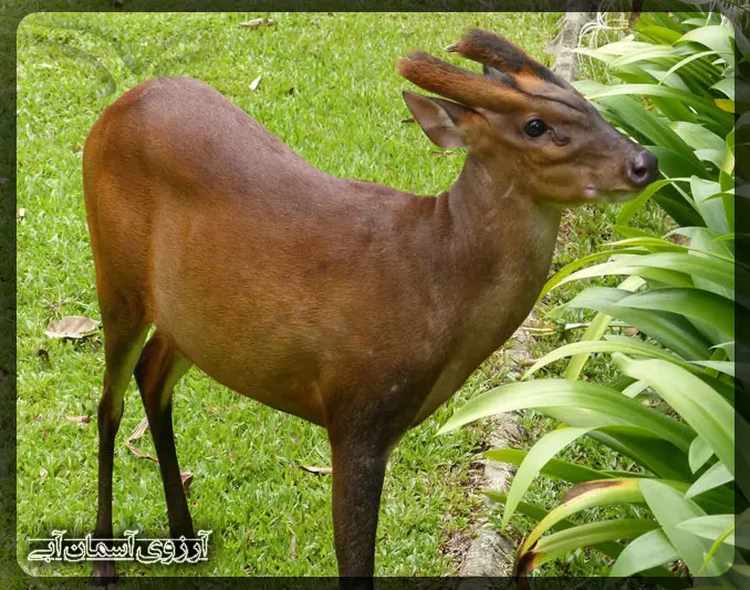 گوزن پارس در پارک ملی کوالالامپور