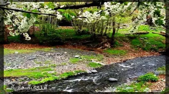 Aseman-Abi-Telegram-جنگل-جیغ