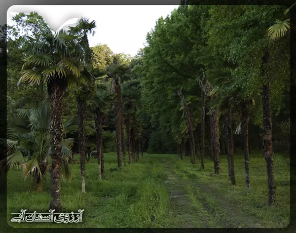 باغ-گیاه-شناسی-باتومی