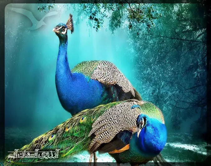 پارک پرندگان کوالالامپور _ آسمان آبی