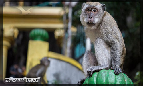 غار میمونها در مالزی _ آسمان آبی
