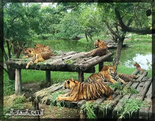 سافاری-پوکت