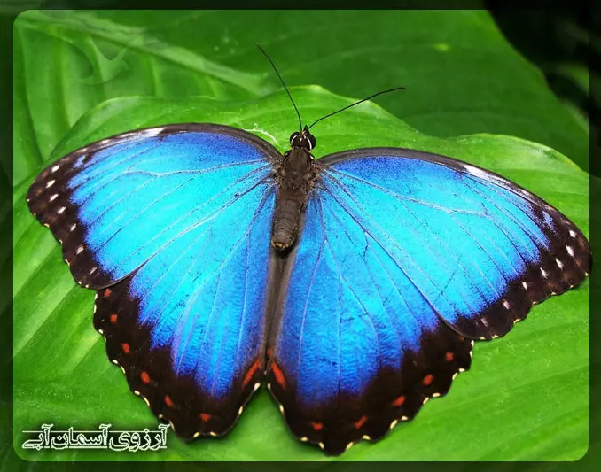 پروانه در پارک ملی کوالالامپور _ آسمان آبی