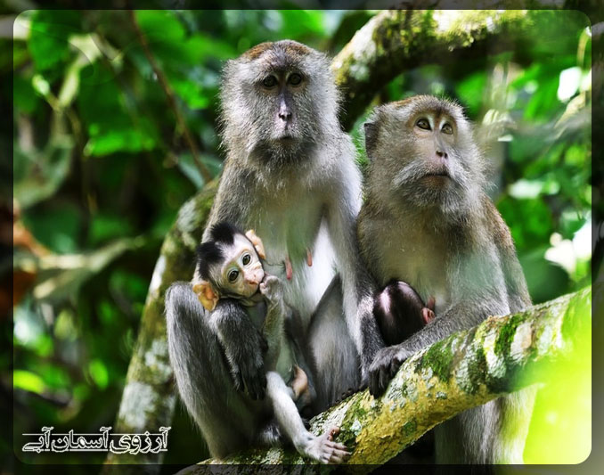میمون دم بلند در پارک ملی کوالالامپور _ آسمان آبی
