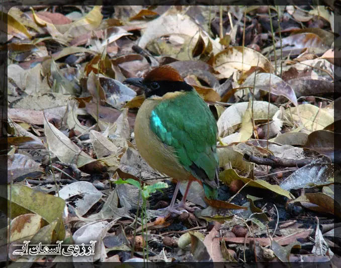 پیتا در پارک ملی کوالالامپور _ آسمان آبی