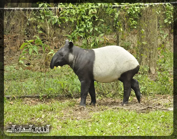 مالایان تاپیر در پارک ملی کوالالامپور _ آسمان آبی