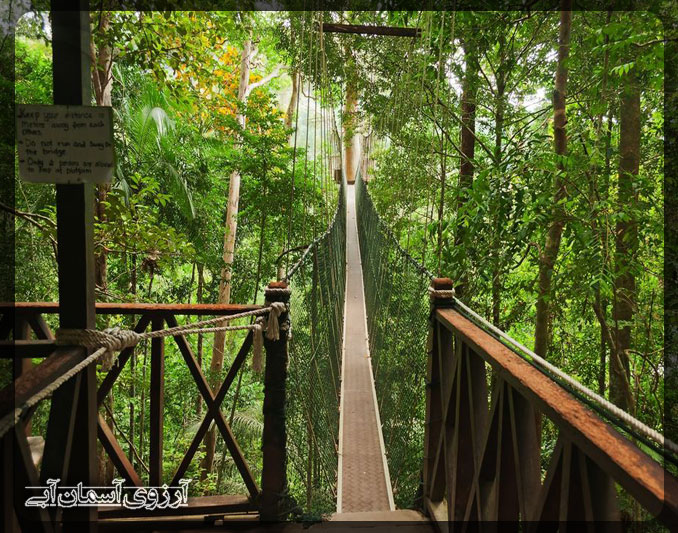 پل معلق در پارک ملی کوالالامپور _ آسمان آبی