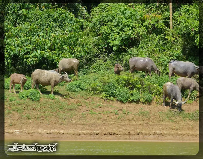 گاومیش در پارک ملی کوالالامپور _ آسمان آبی