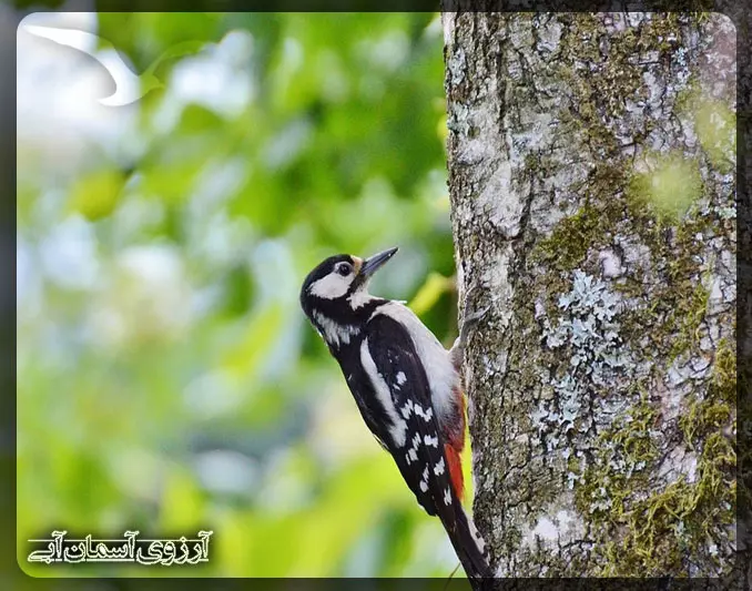 دارکوب در پارک ملی کوالالامپور _ آسمان آبی