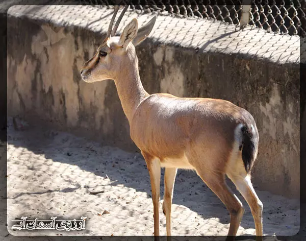 zoo